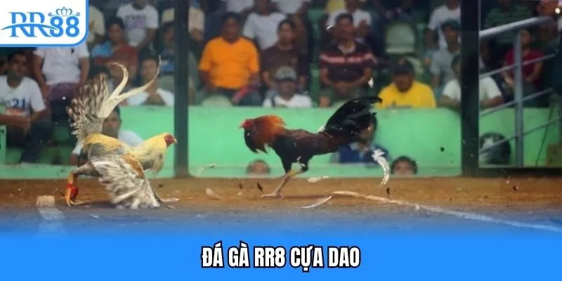 Đá gà rr8 cựa dao