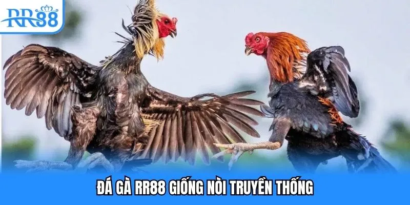 Đá gà RR88 giống nòi truyền thống