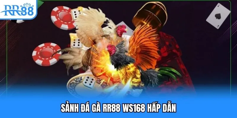 Sảnh đá gà RR88 WS168 hấp dẫn