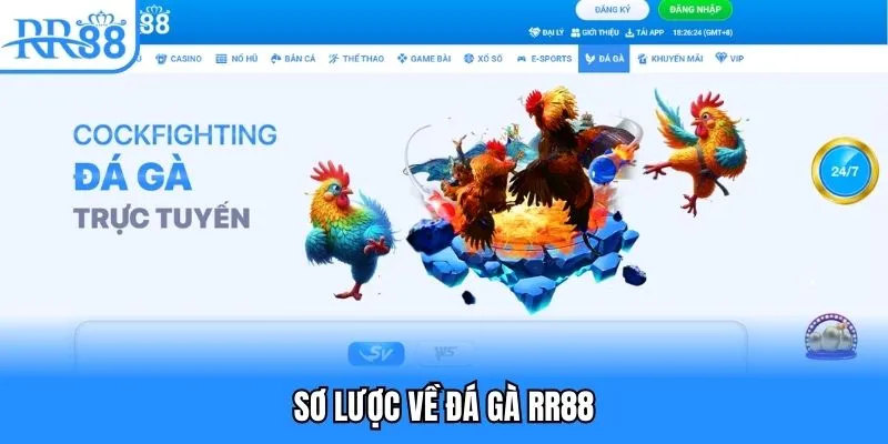 Sơ lược về đá gà RR88
