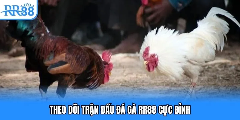 Theo dõi trận đấu đá gà RR88 cực đỉnh