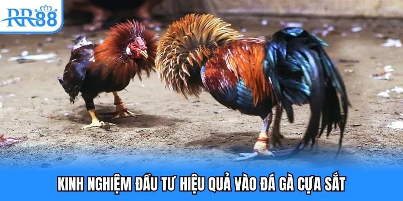 Kinh nghiệm đầu tư hiệu quả vào đá gà cựa sắt