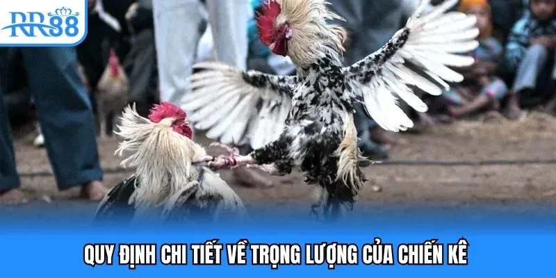 Quy định chi tiết về trọng lượng của chiến kê 