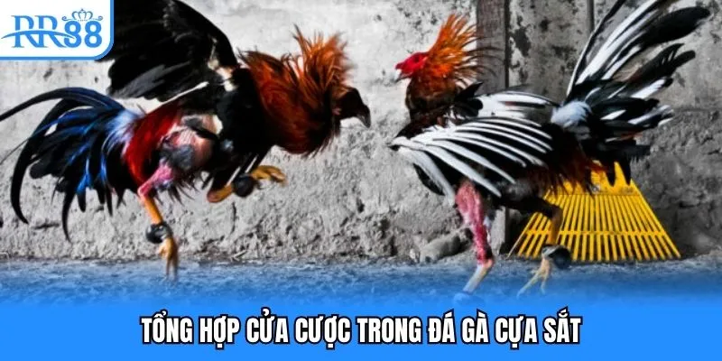 Tổng hợp cửa cược trong đá gà cựa sắt