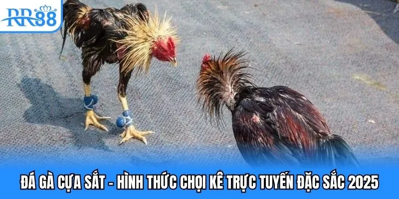 đá gà cựa sắt