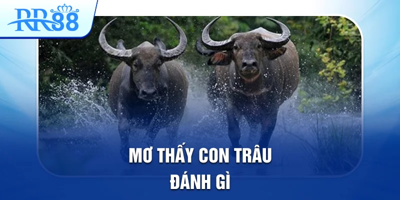 Mơ Thấy Con Trâu Và Những Cặp Lô Đề Đẹp Nhất Tại RR88 1 mơ thấy con trâu đánh gì
