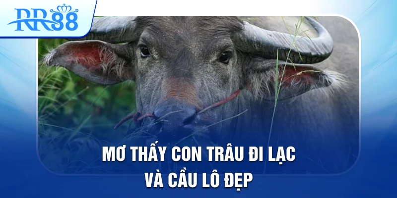 Mơ Thấy Con Trâu Và Những Cặp Lô Đề Đẹp Nhất Tại RR88 4 Mơ thấy con trâu đi lạc và cầu lô đẹp