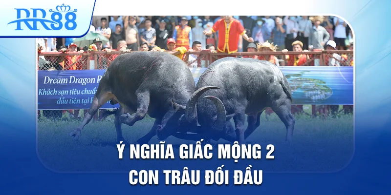Mơ Thấy Con Trâu Và Những Cặp Lô Đề Đẹp Nhất Tại RR88 2 Ý nghĩa giấc mộng 2 con trâu đối đầu